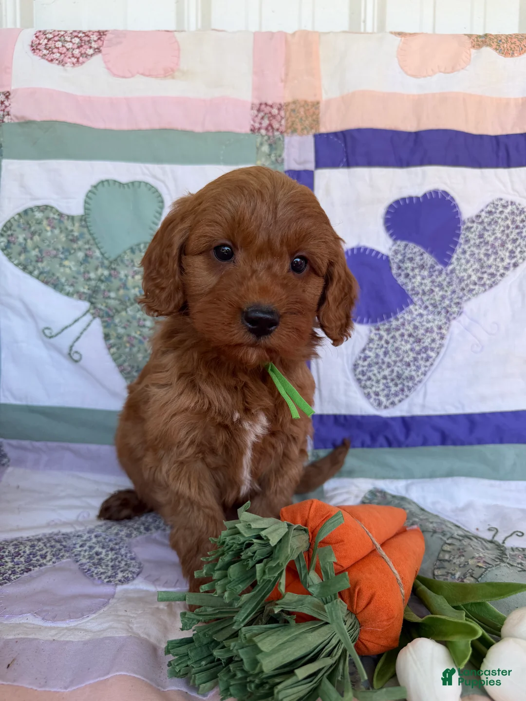 Mini Goldendoodle dogs for sale: Mini Goldendoodle Puppy 2 - Ad 2