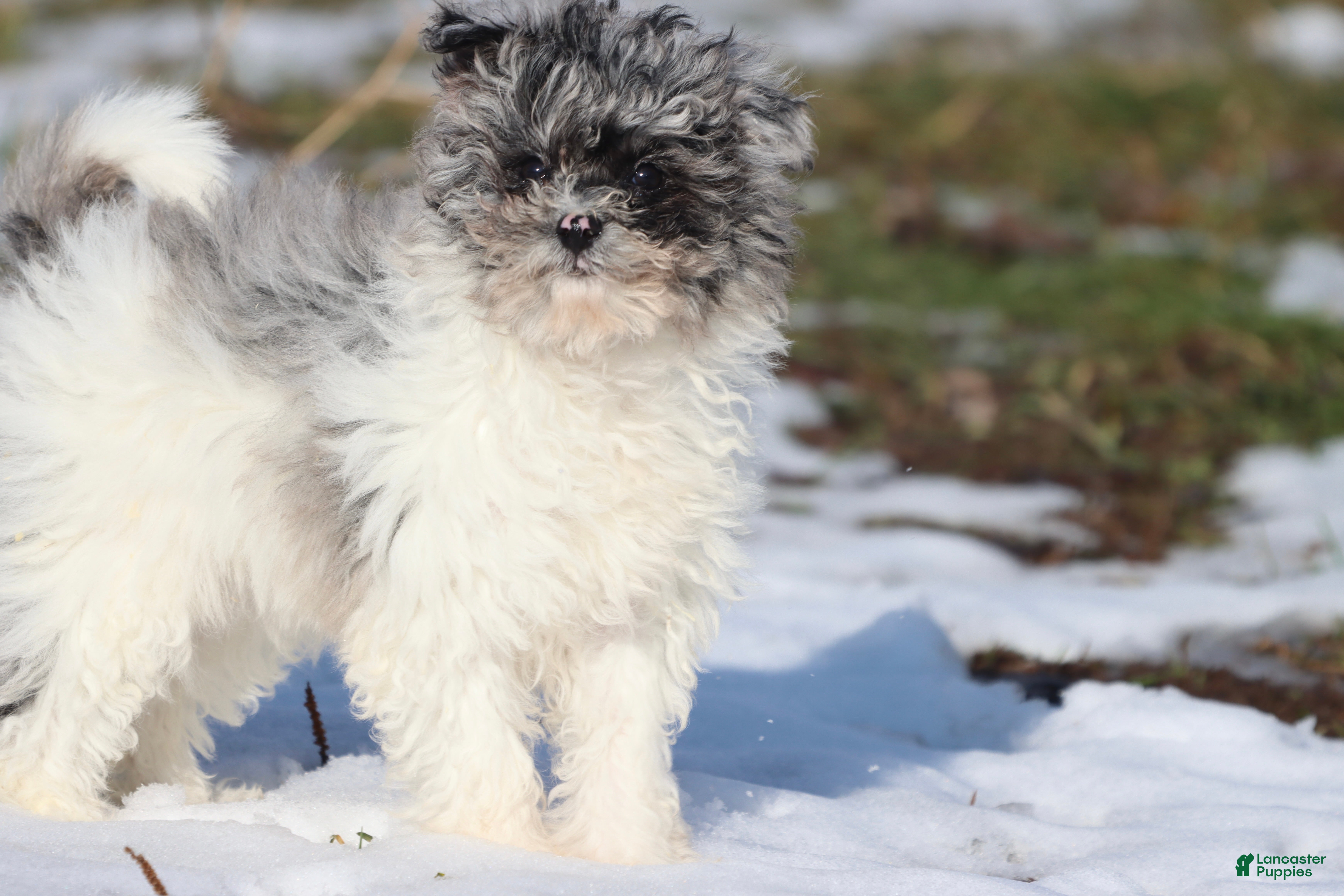 Mini Aussiedoodle dogs Baby  - Ad 10