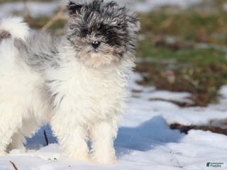 Mini Aussiedoodle dogs Baby - Ad 6
