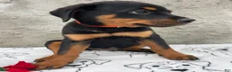 Rottweiler dogs for sale: Marshall - Ad 4