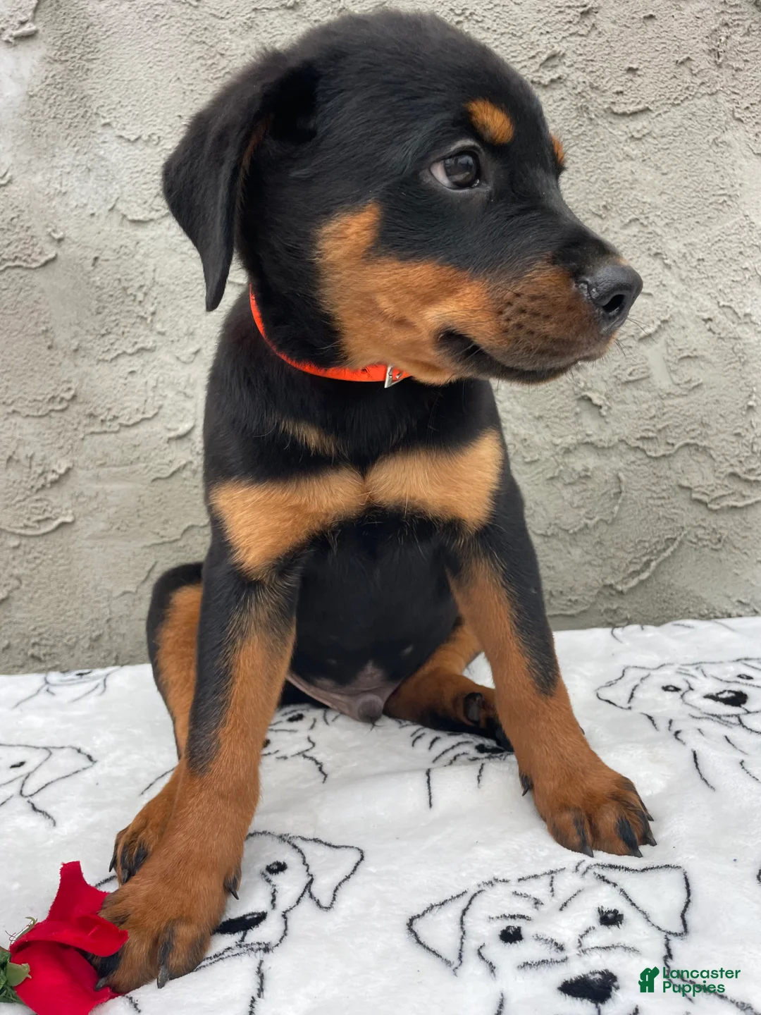 Rottweiler dogs for sale: Marshall - Ad 4