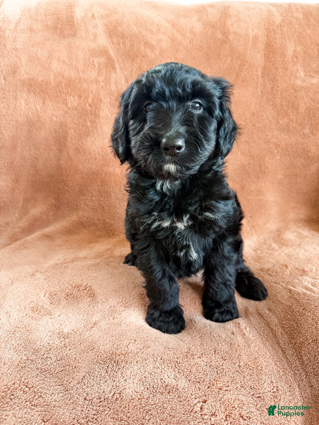 Aussiedoodle dogs for sale: Jett - Ad 2