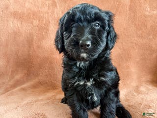 Aussiedoodle dogs Jett - Ad 34