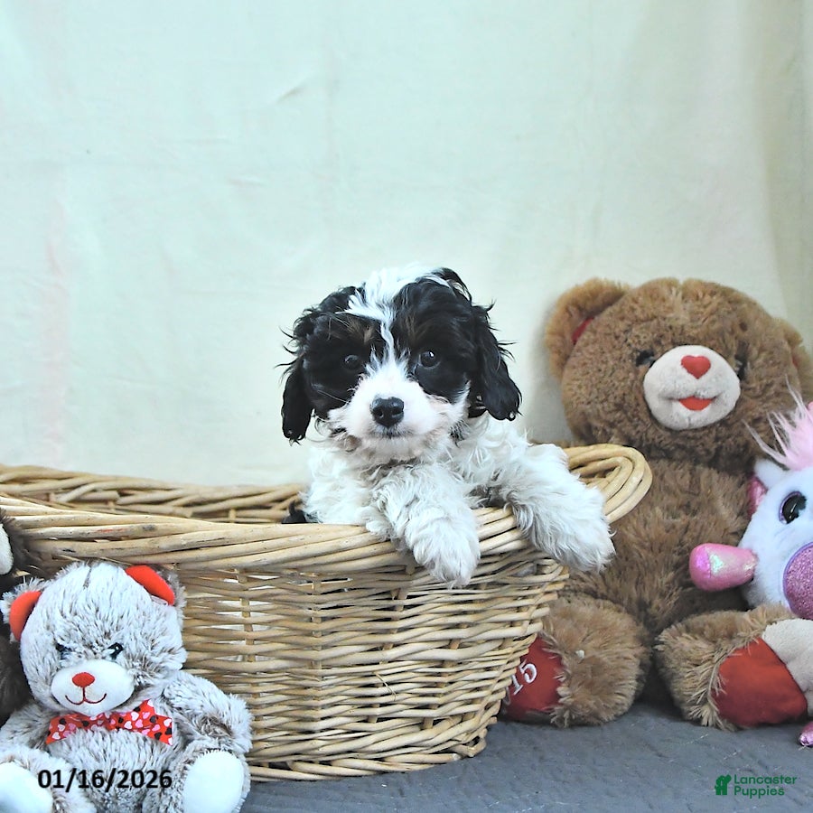 Cavapoo dogs for sale: Griffin - Ad 4
