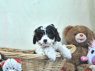 Cavapoo dogs Griffin - Ad 26