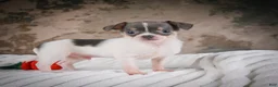 Chihuahua dogs for sale: Alex - Ad 8
