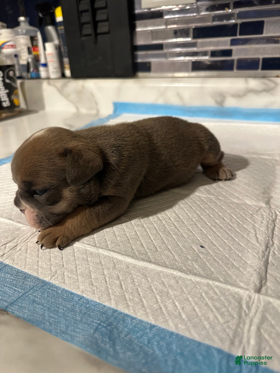English Bulldog dogs for sale: Blue fawn Tri Girl  - Ad 4