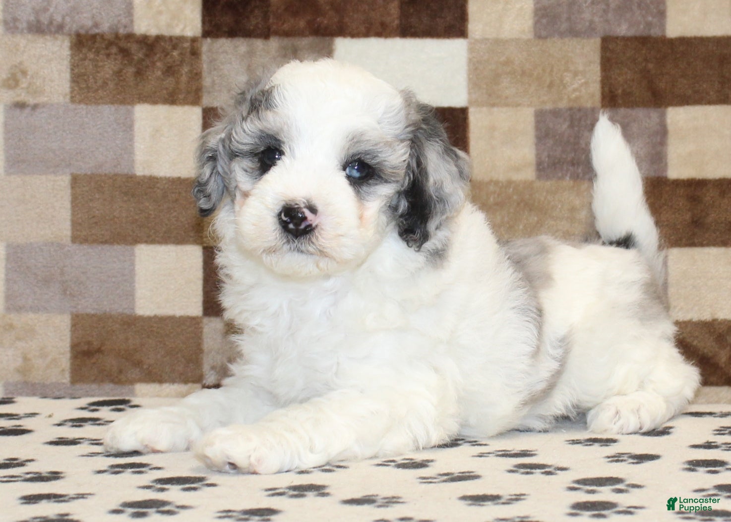 Mini Bernedoodle dogs Donny - Ad 2