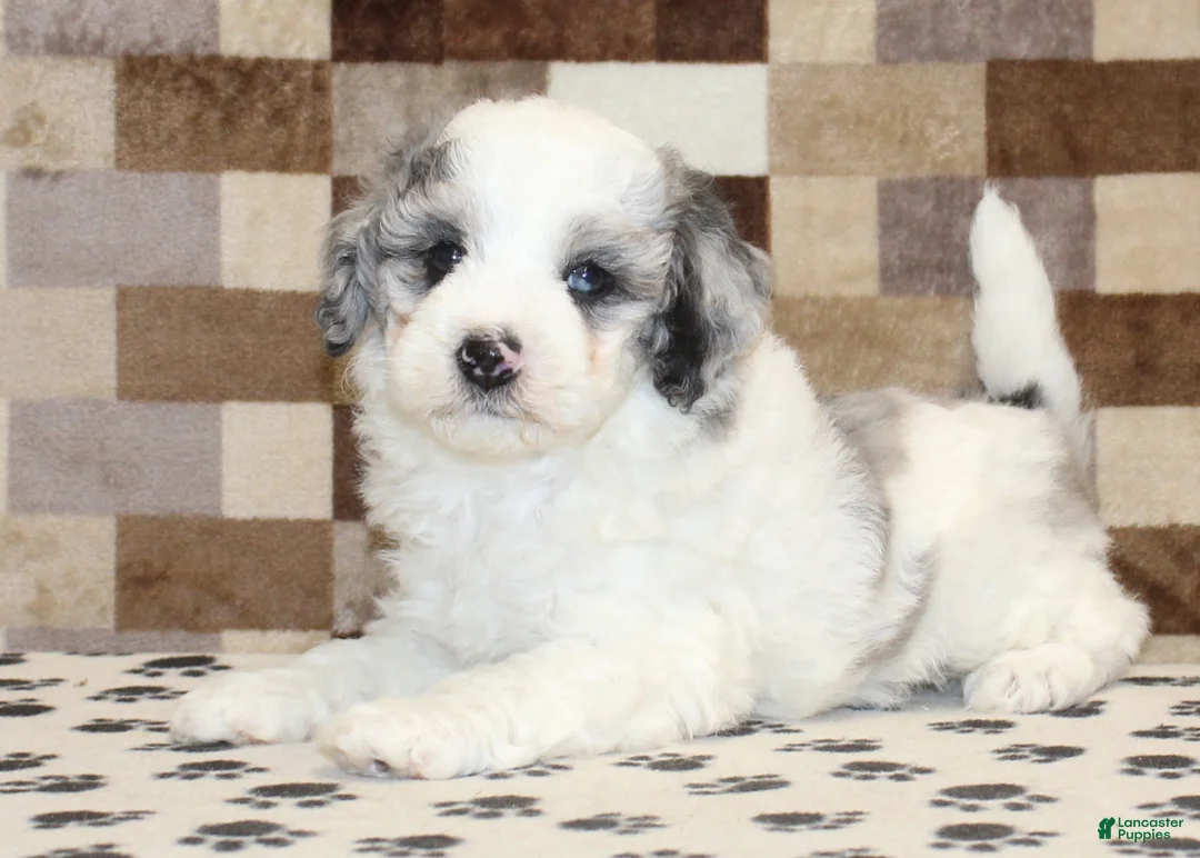 Mini Bernedoodle dogs for sale: Donny - Ad 2