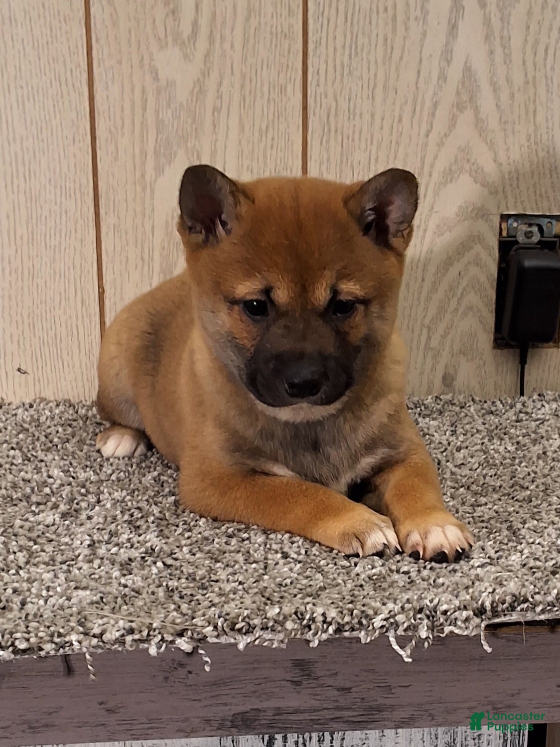 Shiba Inu dogs Reva  - Ad 2