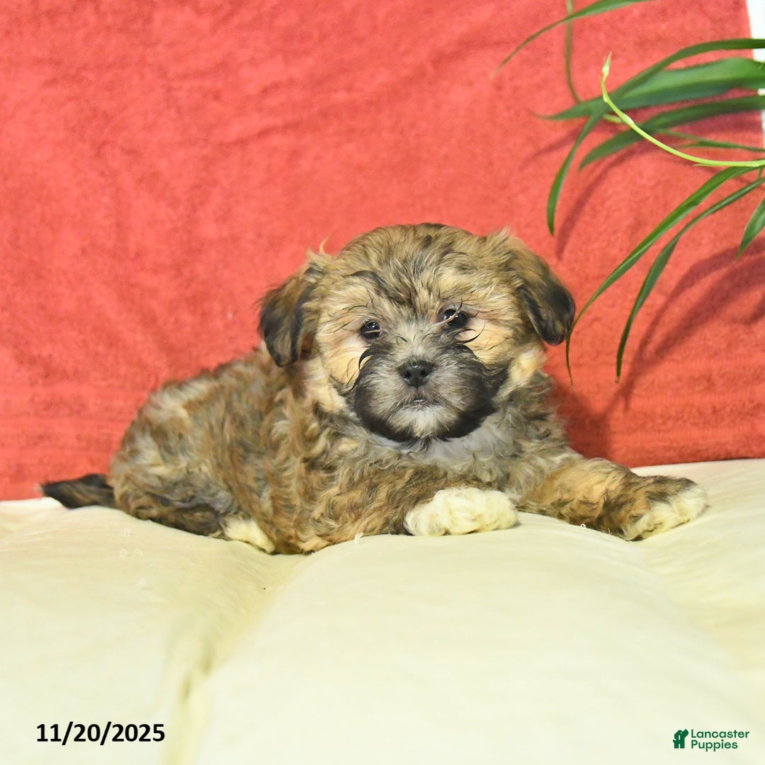 Shorkie dogs for sale: Maple   - Ad 5