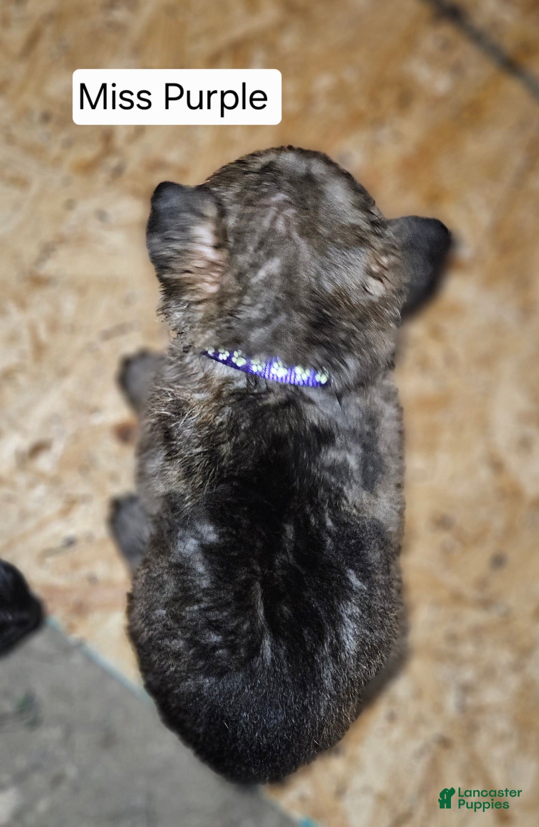 German Shepherd dogs for sale: German Shepherd Puppy 6 - Purple - Ad 4