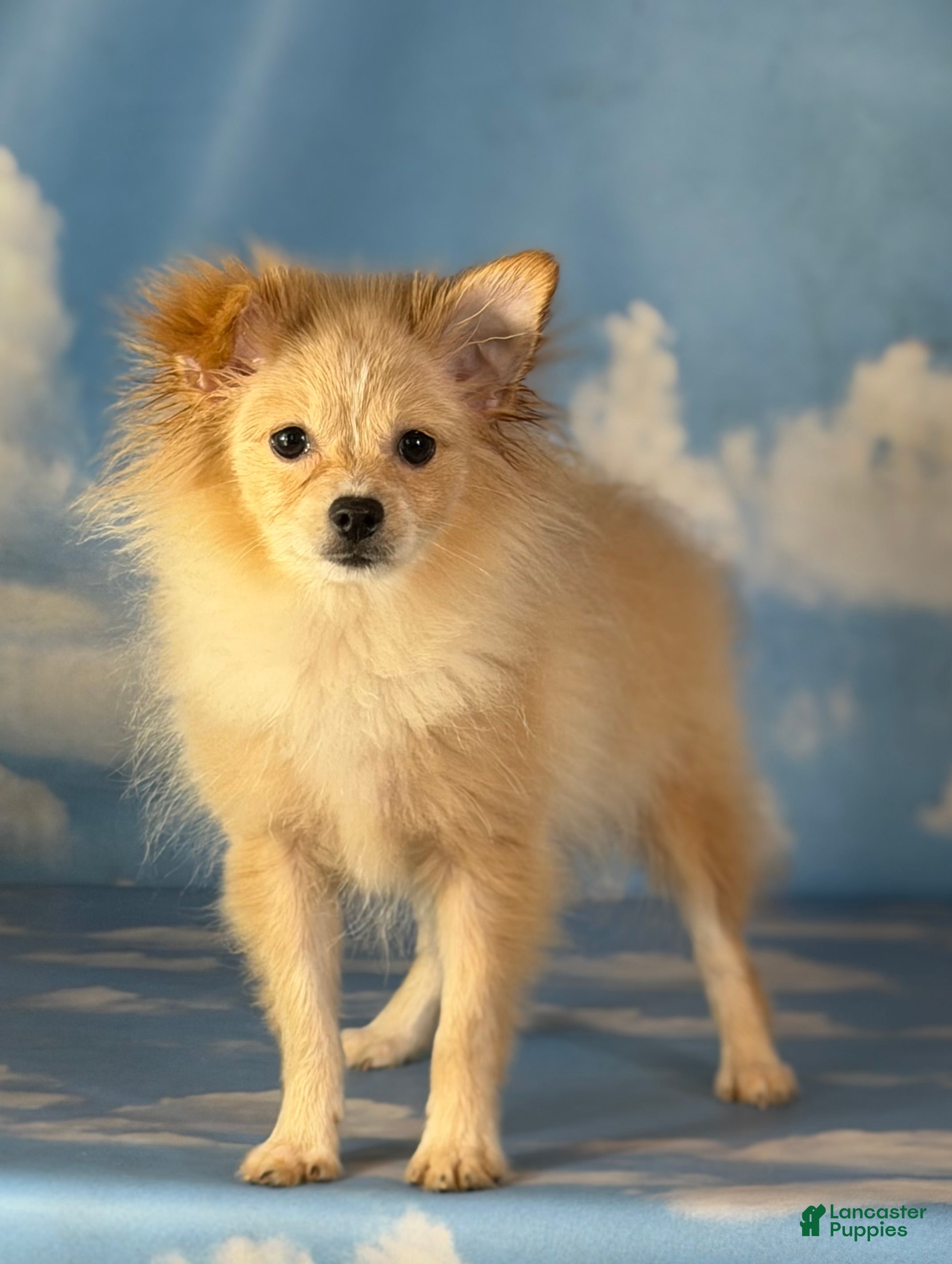 Pomeranian dogs for sale: Tipton - Ad 1