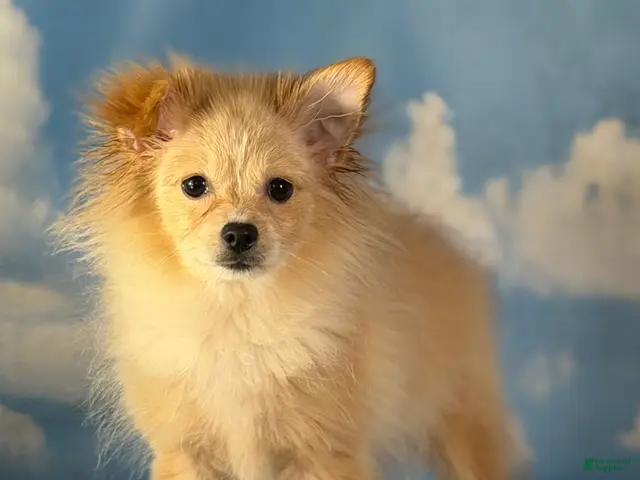 Pomeranian dogs for sale: Tipton - Ad 1