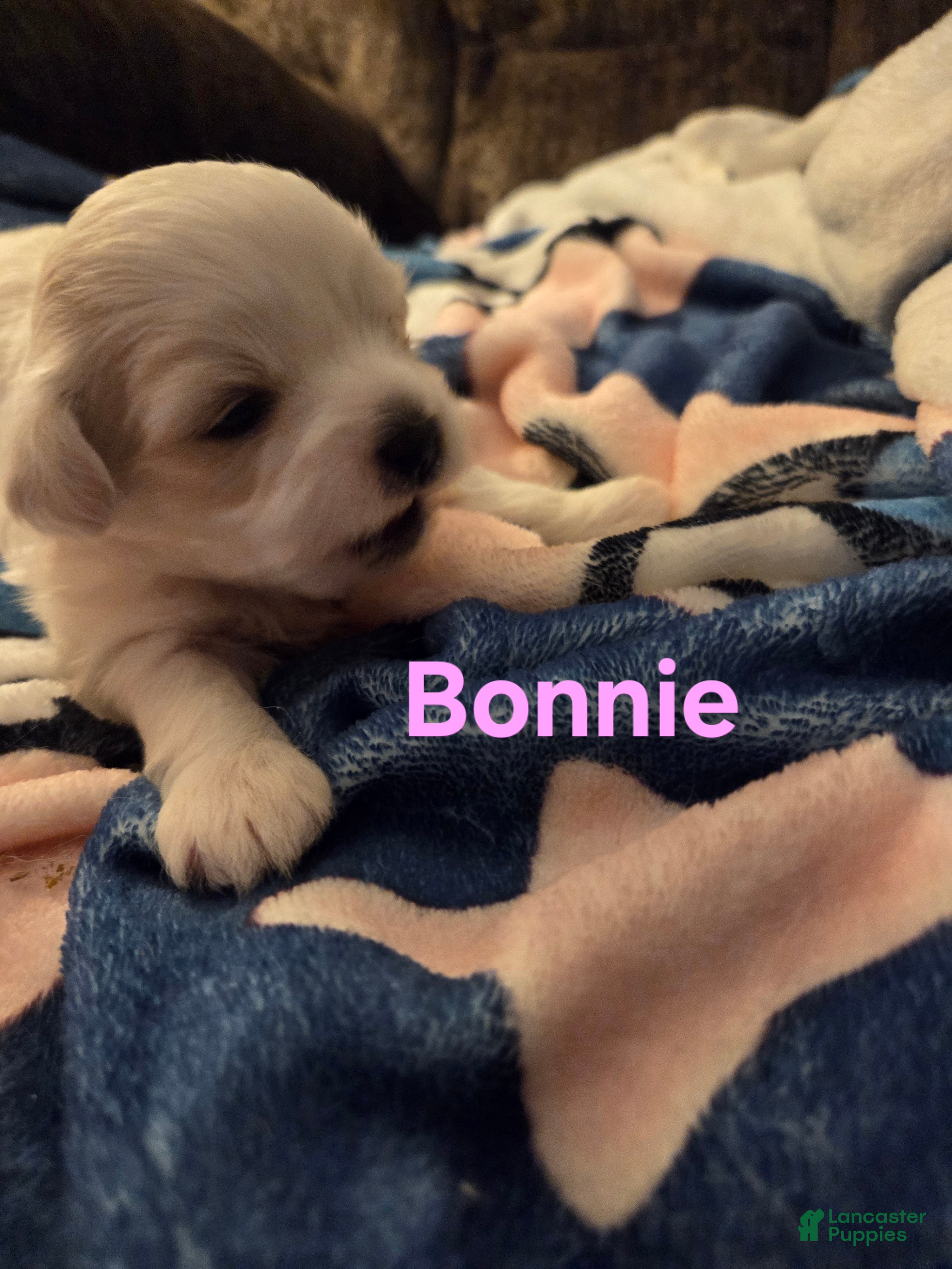 Shihpoo dogs Bonnie - Ad 37