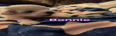 Bonnie