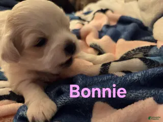 Shihpoo dogs Bonnie - Ad 37