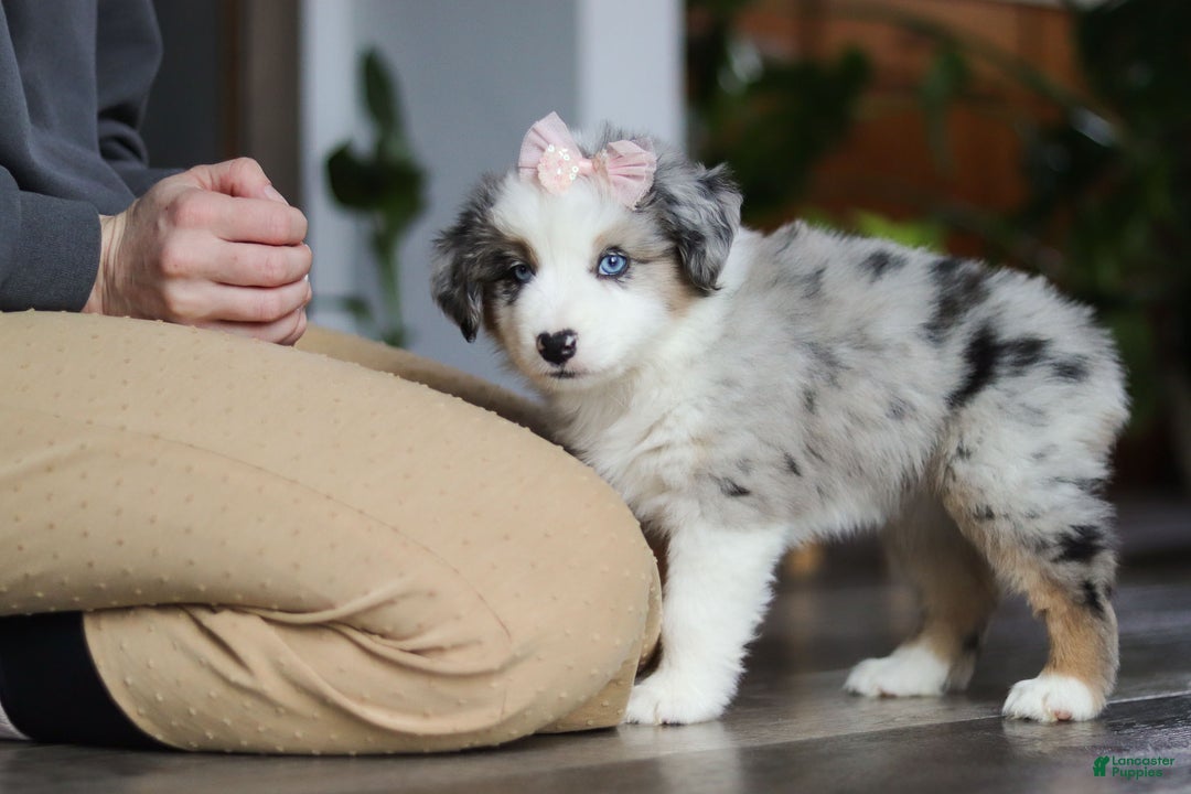 Miniature Australian Shepherd dogs for sale: Godiva - Ad 4