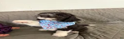 Mini Aussiedoodle dogs for sale: Mini Aussiedoodle 4 Taco - Ad 5