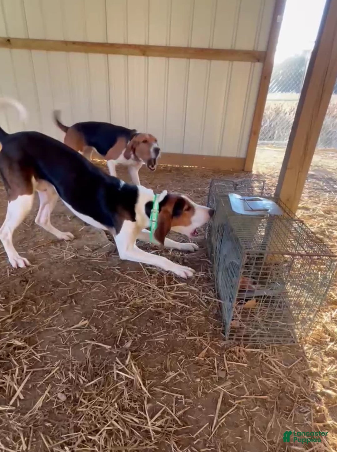 Puppies Deer Tracking Dogs For Sale Tracking Dog Training System