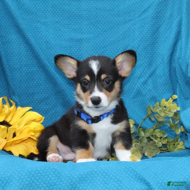 Welsh Corgi Pembroke dogs Pepper - Ad 1