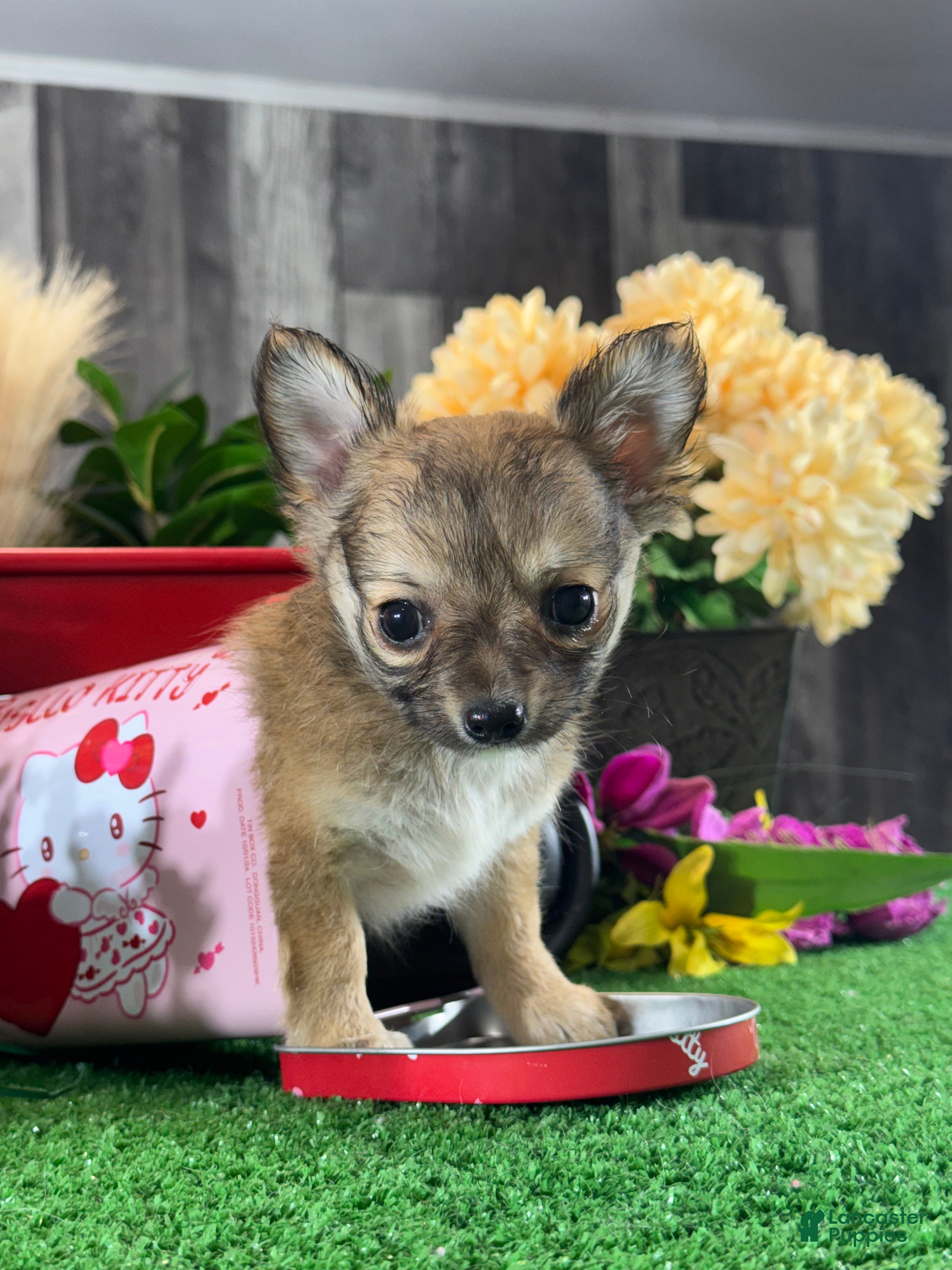 Chihuahua dogs Fiona - Ad 39