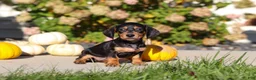 Dachshund dogs for sale: Precious - Ad 8