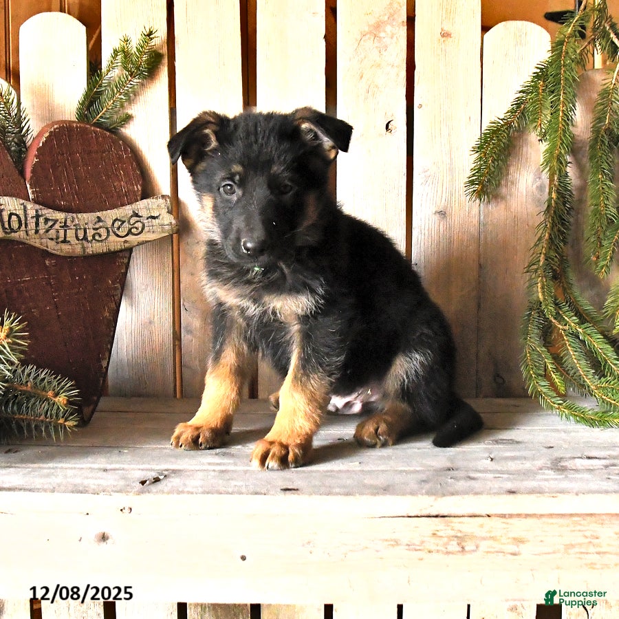 German Shepherd dogs Saber - Ad 32