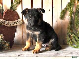 German Shepherd dogs Saber - Ad 7