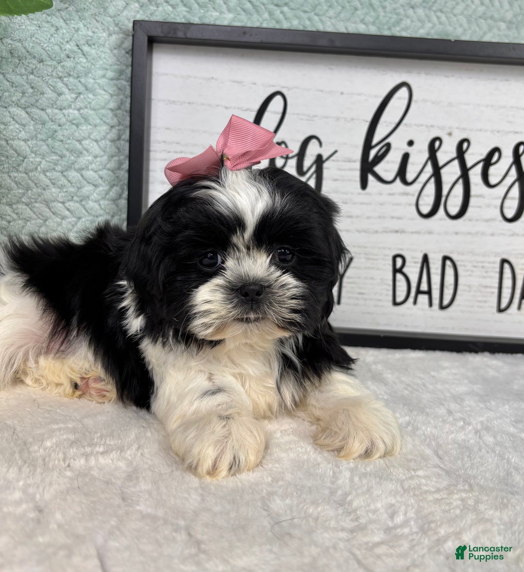 Shih Tzu dogs for sale: Kisses - Ad 7