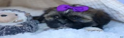 Shih Tzu dogs for sale: SADIE - Ad 8