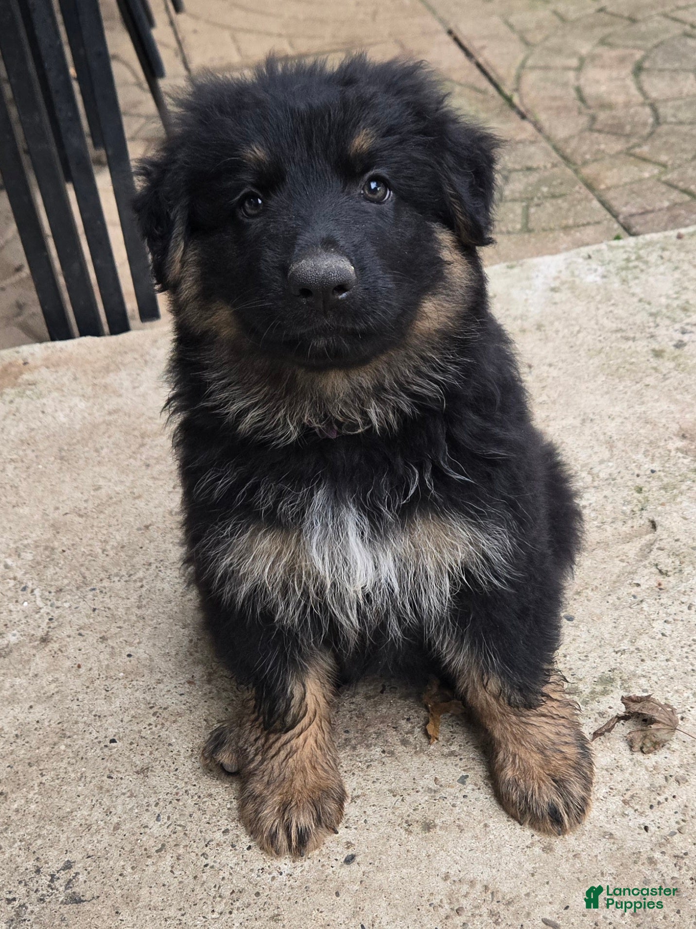 German Shepherd dogs Coco - Ad 20