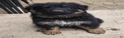 German Shepherd dogs for sale: Coco - Ad 1