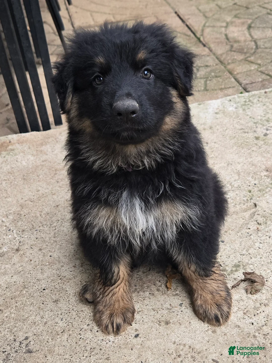 German Shepherd dogs for sale: Coco - Ad 1