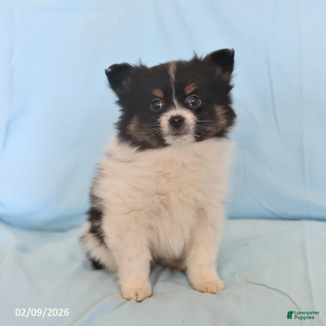 Pomeranian dogs for sale: Lonnie - Ad 5