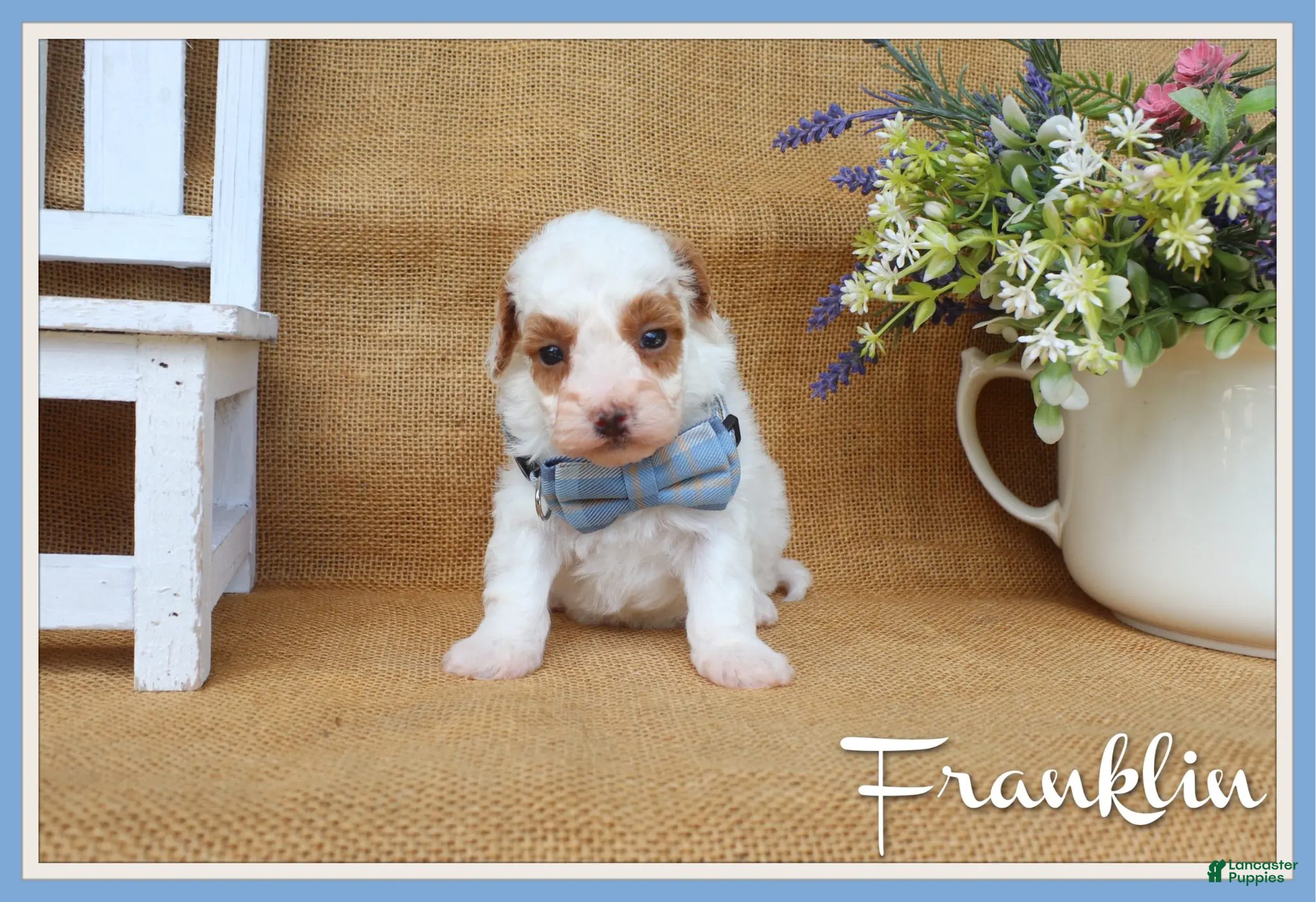 Maltipoo dogs Franklin - Ad 1
