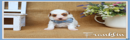 Maltipoo dogs for sale: Franklin - Ad 1