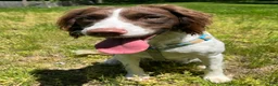 English Springer Spaniel dogs for sale:  English Springer Spaniel 2 - Ad 5