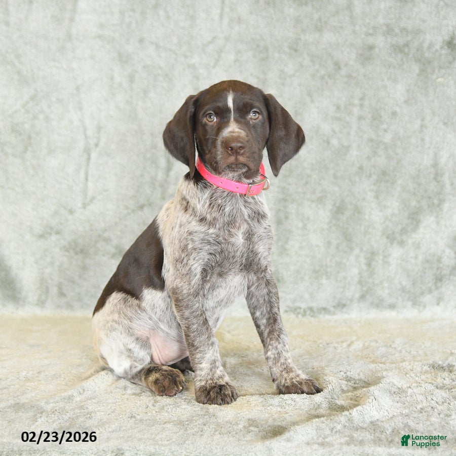 German Shorthaired Pointer dogs Beulah - Ad 2