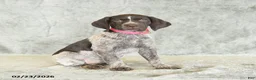 German Shorthaired Pointer dogs for sale: Beulah - Ad 2