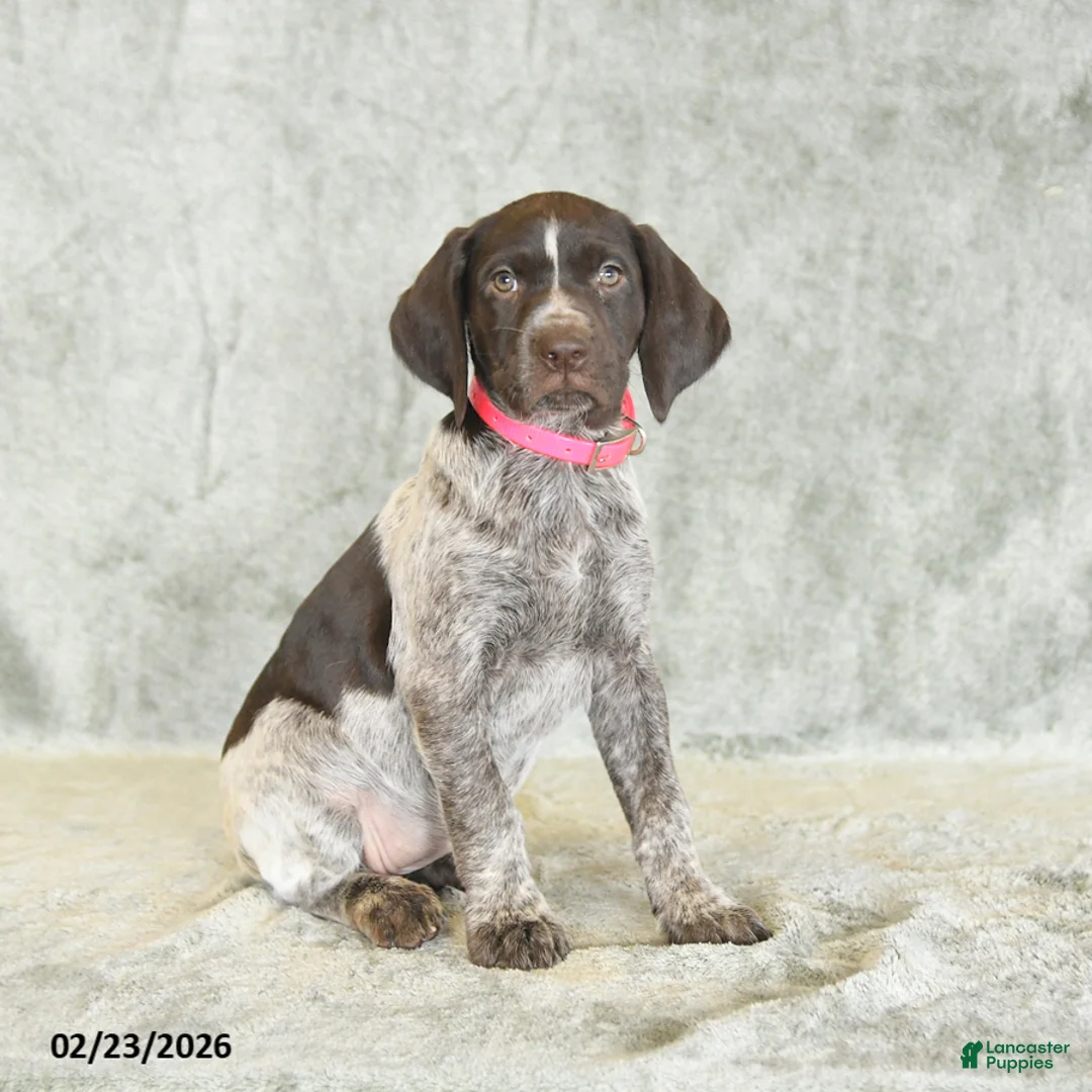 German Shorthaired Pointer dogs for sale: Beulah - Ad 2