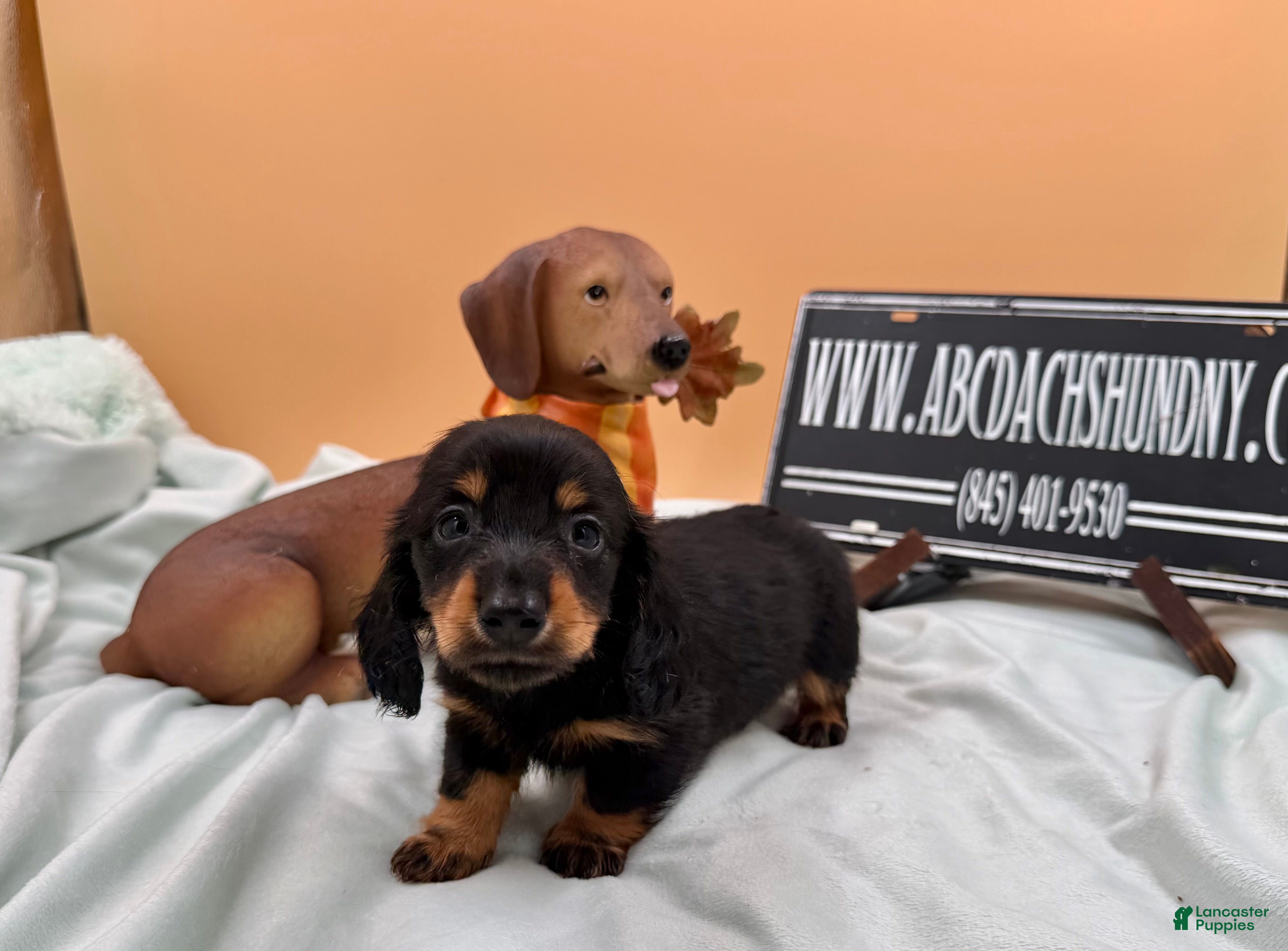 Miniature Dachshund dogs Russian AKC dachshund - Ad 15
