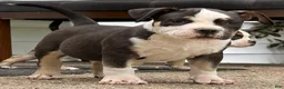 American Bully dogs for sale: Black tri male  - Ad 5