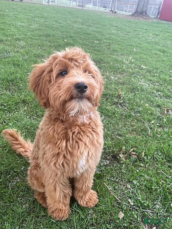 Mini Goldendoodle dogs Winslow 💙 Genetic Clear Parents - Ad 1