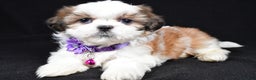 Shih Tzu dogs for sale: Hazel - Ad 1