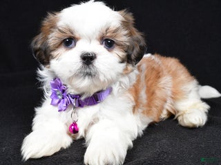 Shih Tzu dogs Hazel - Ad 3