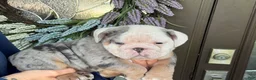 English Bulldog dogs for sale: Luke Skywalker  - Ad 3