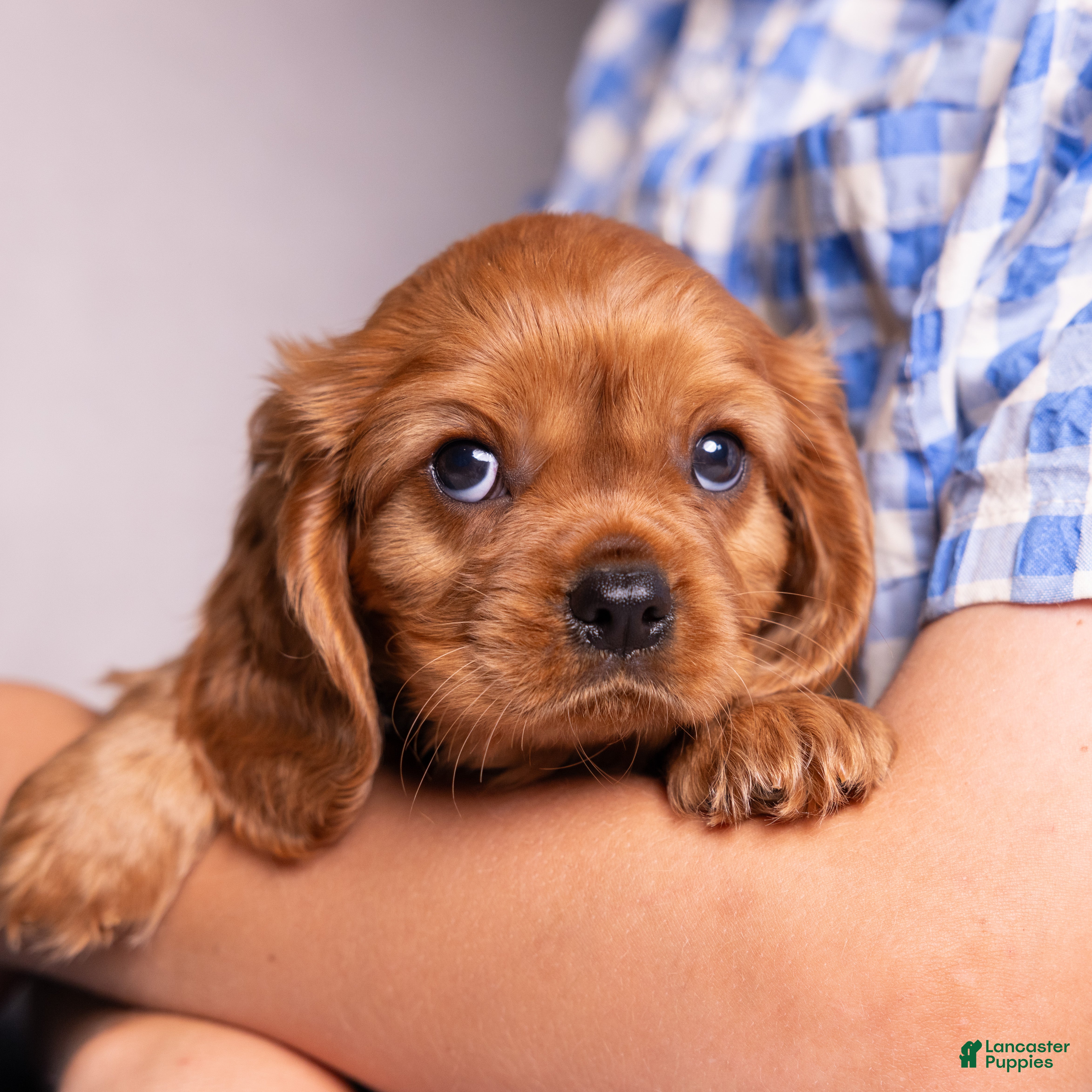 Cavalier King Charles Spaniel dogs Einstein - Ad 1