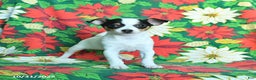 Chihuahua dogs for sale: Marshmallow - Ad 1