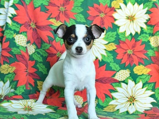 Chihuahua dogs Marshmallow - Ad 36